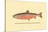 The Sunapee Trout-H.h. Leonard-Stretched Canvas