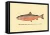 The Sunapee Trout-H.h. Leonard-Framed Stretched Canvas