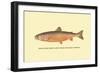 The Sunapee Trout-H.h. Leonard-Framed Art Print