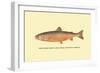 The Sunapee Trout-H.h. Leonard-Framed Art Print