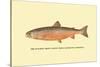 The Sunapee Trout-H.h. Leonard-Stretched Canvas