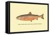 The Sunapee Trout-H.h. Leonard-Framed Stretched Canvas