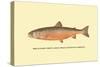 The Sunapee Trout-H.h. Leonard-Stretched Canvas