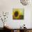 The Sunflower-Chris Ross Williamson-Giclee Print displayed on a wall