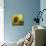 The Sunflower-Chris Ross Williamson-Mounted Giclee Print displayed on a wall