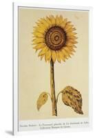 The Sunflower-Nicolas Robert-Framed Giclee Print