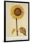 The Sunflower-Nicolas Robert-Framed Giclee Print