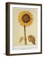 The Sunflower-Nicolas Robert-Framed Giclee Print