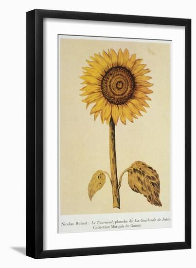 The Sunflower-Nicolas Robert-Framed Giclee Print