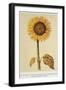 The Sunflower-Nicolas Robert-Framed Giclee Print