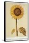 The Sunflower-Nicolas Robert-Framed Stretched Canvas