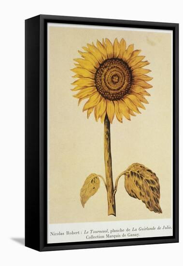 The Sunflower-Nicolas Robert-Framed Stretched Canvas