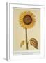 The Sunflower-Nicolas Robert-Framed Giclee Print