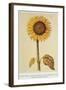 The Sunflower-Nicolas Robert-Framed Giclee Print