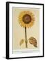 The Sunflower-Nicolas Robert-Framed Giclee Print