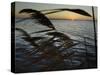 The Sunset is Seen Through Reeds on the Bay Side of Island Beach State Park-null-Stretched Canvas