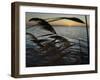 The Sunset is Seen Through Reeds on the Bay Side of Island Beach State Park-null-Framed Photographic Print