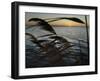 The Sunset is Seen Through Reeds on the Bay Side of Island Beach State Park-null-Framed Photographic Print