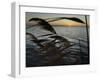 The Sunset is Seen Through Reeds on the Bay Side of Island Beach State Park-null-Framed Photographic Print