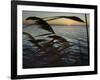 The Sunset is Seen Through Reeds on the Bay Side of Island Beach State Park-null-Framed Photographic Print