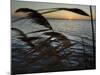 The Sunset is Seen Through Reeds on the Bay Side of Island Beach State Park-null-Mounted Photographic Print