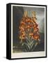 The Superb Lily-Robert John Thornton-Framed Stretched Canvas