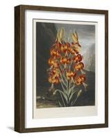 The Superb Lily-Robert John Thornton-Framed Giclee Print