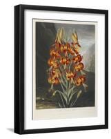 The Superb Lily-Robert John Thornton-Framed Giclee Print