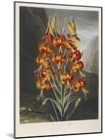The Superb Lily-Robert John Thornton-Mounted Giclee Print