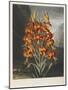 The Superb Lily-Robert John Thornton-Mounted Giclee Print