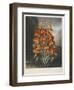 The Superb Lily-Robert John Thornton-Framed Giclee Print