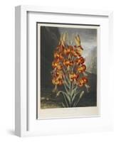 The Superb Lily-Robert John Thornton-Framed Giclee Print