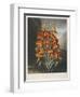 The Superb Lily-Robert John Thornton-Framed Giclee Print