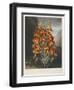 The Superb Lily-Robert John Thornton-Framed Premium Giclee Print