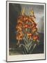 The Superb Lily-Robert John Thornton-Mounted Premium Giclee Print