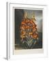 The Superb Lily-Robert John Thornton-Framed Giclee Print