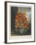 The Superb Lily-Robert John Thornton-Framed Giclee Print