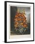 The Superb Lily-Robert John Thornton-Framed Giclee Print