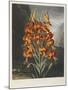 The Superb Lily-Robert John Thornton-Mounted Giclee Print