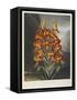 The Superb Lily-Robert John Thornton-Framed Stretched Canvas