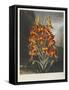 The Superb Lily-Robert John Thornton-Framed Stretched Canvas