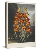 The Superb Lily-Robert John Thornton-Stretched Canvas