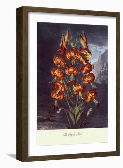 The Superb Lily-null-Framed Art Print