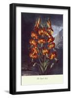 The Superb Lily-null-Framed Art Print