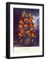 The Superb Lily-null-Framed Art Print