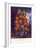 The Superb Lily-null-Framed Art Print