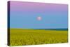The Supermoon Rising Above a Canola Field in Southern Alberta, Canada-Stocktrek Images-Stretched Canvas