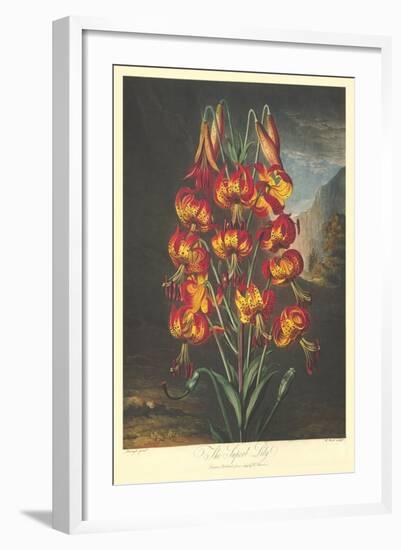 The Supurb Lily-null-Framed Art Print