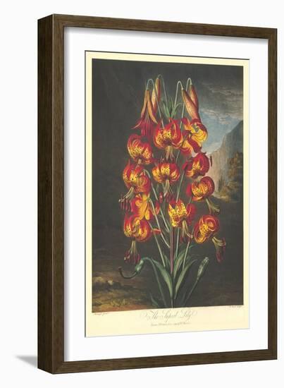 The Supurb Lily-null-Framed Art Print