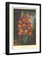 The Supurb Lily-null-Framed Art Print